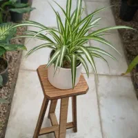 گلهای آپارتمانی گلخونه سوگلی