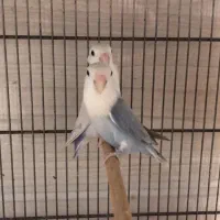 برزیلی ماده تک و جفت مولد|پرنده|یزد, |دیوار