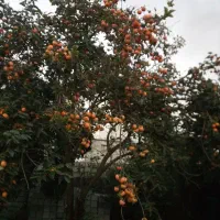 خرمالو درشت|عمده‌فروشی|لشت نشا, |دیوار
