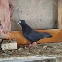 زاغ آبادانی قیل چشم نک سفید|پرنده|زیباشهر, |دیوار