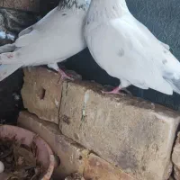 جفت نروماده عتیقه