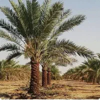 پاک کردن درخت خرما با بهترین کیفیت