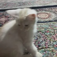 بچه گربه ماده|گربه|زاهدان, |دیوار