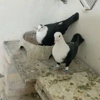 کبوتر کلاغ کله سفید طوقی کرباتی