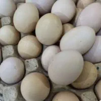 تخم اردک ۹۰۰۰