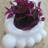 گیاه برگ بیدی