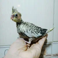 عروس هلندی زیبا و خوش رنگ