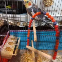 عروس هلندی نر|پرنده|باسمنج, |دیوار