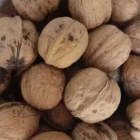 گردو درشت ومغزسفیددرجه یک