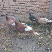 بوقلمون بوربن|حیوانات مزرعه|لاران, |دیوار