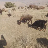 میش آبستن|حیوانات مزرعه|کوهدشت, |دیوار