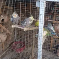 مرغ عشق عروس هلندی|پرنده|خاش, |دیوار