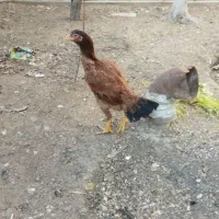 3500000|حیوانات مزرعه|فیرورق, |دیوار