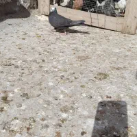 کبوتر|پرنده|شوشتر, |دیوار