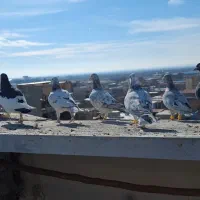 کفتر پرشی|پرنده|زاویه, |دیوار