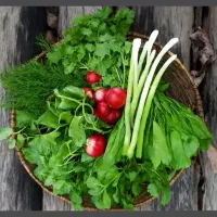 سبزی فروشی معین در رشت|خوردنی و آشامیدنی|رشت, دیانتی|دیوار