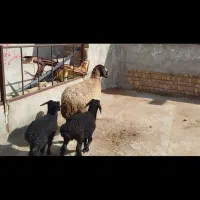 گوسفند دوقولو شالی