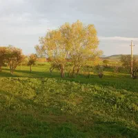 بزرخاشه برای کاشت