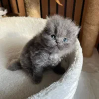 گربه بلو چشم پرتقالی اصیل|گربه|چالوس, |دیوار