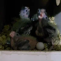 جوجه عروس|پرنده|قم, شهرک مهدیه (مدرس)|دیوار