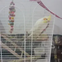 عروس هلندی سخنگو|پرنده|نورآباد, |دیوار