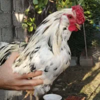 خروس گلین چهل تاج