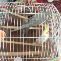 عروس هلندی|پرنده|قم, ولیعصر|دیوار