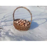 فروش تخم مرغ محلی ارگانیک و تخم بلدرچین|خوردنی و آشامیدنی|سقز, |دیوار