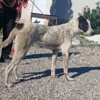 سگ البای نر|سگ|گنبد کاووس, |دیوار