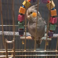 عروس هلندی خاکستری نر سخنگو ، ۲ عدد