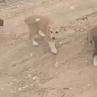 سگ‌‌‌زرد|سگ|آباده, |دیوار