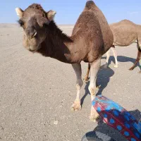 شتر داشتی و گوشتی|حیوانات مزرعه|کشکوئیه, |دیوار