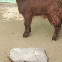 بزغاله برای سربریدن