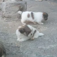 توله نژاد پکنیز|سگ|رامیان, |دیوار