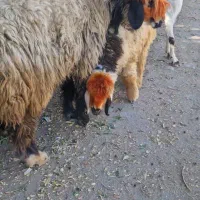 میش وبره ماده اصلی|حیوانات مزرعه|شوشتر, |دیوار