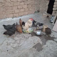 مرغ و خروس|حیوانات مزرعه|قم, نیروگاه|دیوار