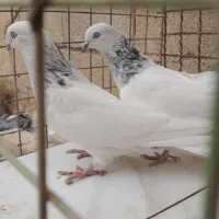 چند جفت ابری