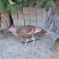 بوقلمون نژاد برنز آمریکایی نر