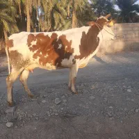 گاو|حیوانات مزرعه|یزد, |دیوار