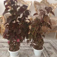 گل حسن یوسف