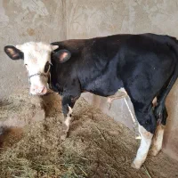 سوسنگرد روستای هوفل شرقی