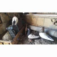 دم‌سیاه‌ودورنگ