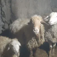 گوسفند نردوتا قوچ جوان برای نگهداری ویک بز نر