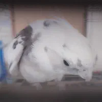 یک جفت عروس هلندی تخم گذار همراه با قفس و وسایل|پرنده|مشهد, توس (بلوار توس)|دیوار