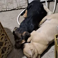 واگذاری توله سگ پاکوتاه۲وماه ونیمه رایگان|سگ|چناران, |دیوار