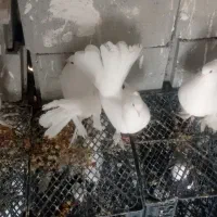 کبوتر دم چتری