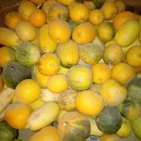 کدو تنبل|خوردنی و آشامیدنی|بلداجی, |دیوار