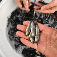 فروش بچه ماهی پرورشی کپور آمور|ماهی|کرج, ترمینال کلانتری|دیوار