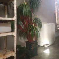 2نادرختچه یکی بزرگ و یکی کوچیکه