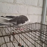 فروش یک جفت عروس هلندی مولد|پرنده|پردیس, فاز ۸|دیوار